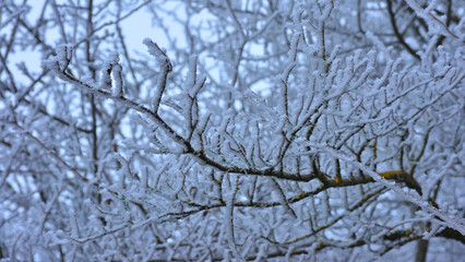 Tree branches covered with hoarfrost on a cold winter day. Low temperatures, rime ice.