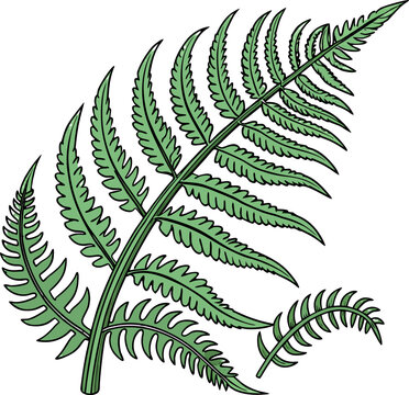 green fern plant on white background clip art preview