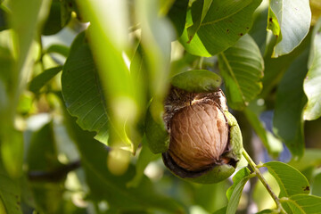 Close-up view of a walnut nestled among green leaves on a tree, showcasing the natural beauty and texture of the nut in its organic environment