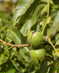 Green nuts growing on a tree branch surrounded by lush green leaves, showcasing the natural beauty and vitality of the plant life in a vibrant ecosystem