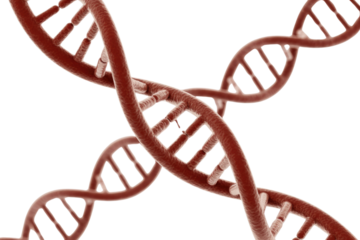 3D rendering of intertwined red DNA double helix strands on a transparent background, depicting genetic structure, one strand showing a break. background removed
