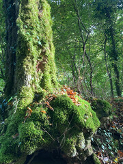 moss on old trees in a forest in autumn
