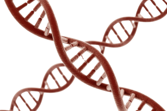3D rendering of intertwined red DNA double helix strands on a transparent background, depicting genetic structure, one strand showing a break. background removed - Powered by Adobe
