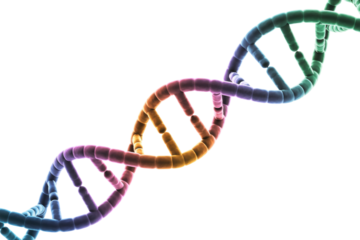 A vibrant, abstract 3D rendering of a DNA double helix model, featuring a colorful gradient, symbolizing genetics, life, and scientific research. background removed