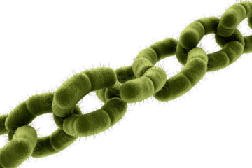 A microscopic chain of green, rod-shaped bacteria-like organisms with hairy surfaces, symbolizing interconnectedness, strength, and biological complexity. Scientific illustration. background removed