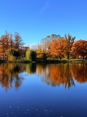 Fantastic vivid and colorful autumn trees reflection on the pure blue lake water, clear blue sky, beautiful golden fall