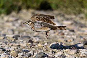 flying Greater short-toed lark // fliegende Kurzzehenlerche (Calandrella brachydactyla) 