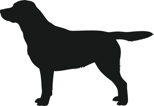 Black labrador silhouette