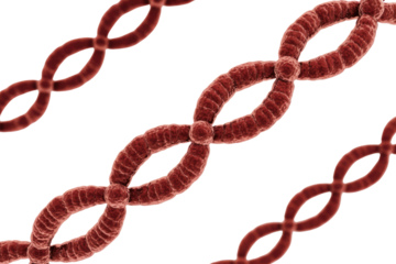 A microscopic rendering of multiple red, interlinked biological structures resembling chromosomes or DNA, against a transparent background. background removed