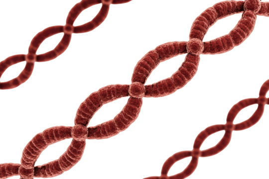A microscopic rendering of multiple red, interlinked biological structures resembling chromosomes or DNA, against a transparent background. background removed