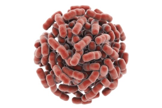 A 3D rendering depicts a dense cluster of red, rod-shaped microorganisms, likely bacteria or bacilli, showcasing their aggregated form and cellular structure. background removed