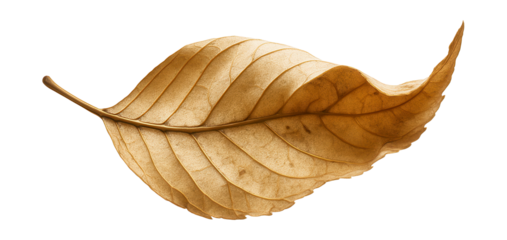 Dried ash leaf with a curled shape, brittle texture, and noticeable spots.