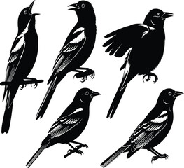 Black and white bird silhouette illustration, flying, walking, perched, singing pose, vector animal design for nature, wildlife, art, decor