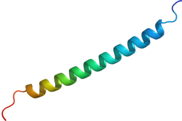 A vibrant rainbow-colored alpha-helix, representing a protein's secondary structure, rendered in 3D for molecular biology visualization and education. background removed