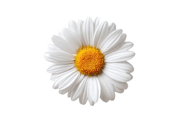 Close-up of a single white daisy with yellow center, against transparent background