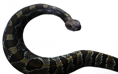 3d Illustration of A majestic Timber Rattlesnake glides in elegant S-curves, displaying its intricate scales and warning tail.