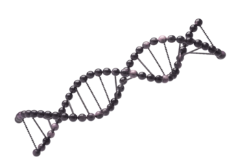 A detailed 3D rendering of a DNA double helix structure, featuring dark, glossy beads forming the backbone and connecting base pairs. background removed