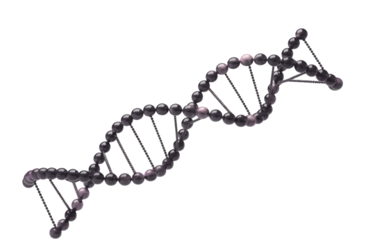 A detailed 3D rendering of a DNA double helix structure, featuring dark, glossy beads forming the backbone and connecting base pairs. background removed