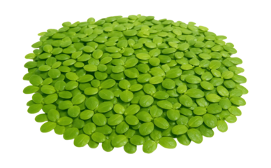 Thick mat of small, flat green leaves from common duckweed.