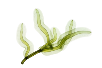 A translucent green botanical specimen with internal tubular structures, resembling an X-ray image, isolated on a solid transparent background. background removed