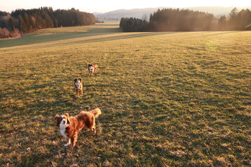 Naklejka premium Three dogs are running in a field