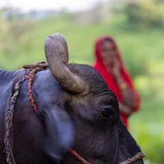 Buffalo and owner in an Indian village