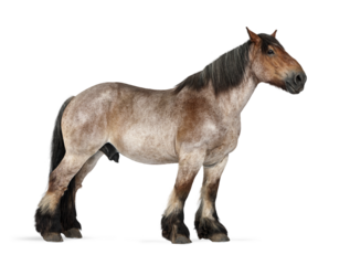 Belgian draft horse roan standing on transparent background