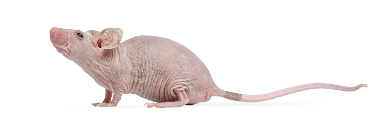 Hairless nude mouse standing looking up side view