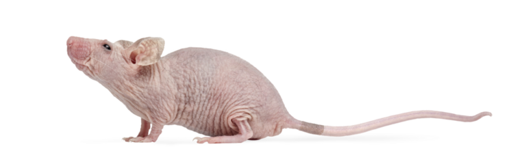 Hairless nude mouse standing looking up side view