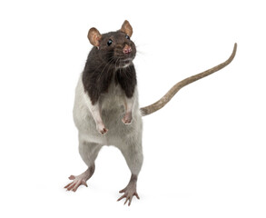 Pied fancy rat standing on hind legs and looking
