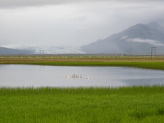 swans on lake in Iceland