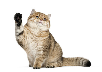 British shorthair cat raising paw waving hello