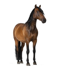 Bay horse stallion standing looking side transparent background