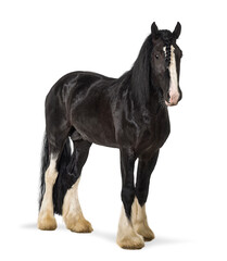 Black shire horse standing looking at camera, transparent background