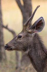 Sambar deer in the woods Close Up