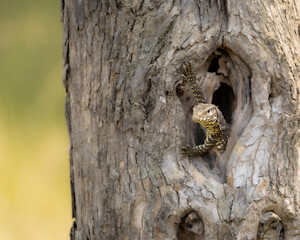 Fototapeta premium Monitor lizard juvenile in a tree hollow in Panna National park, madhya pradesh, India