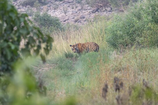 Tiger in the grass by ken River, madhya Pradesh, India