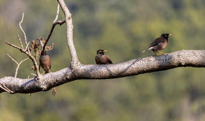 Indian Starling sitting on a branch in kalakhand, Uttarakhand, india