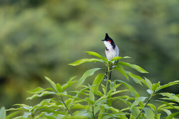 Bulbul on a mango tree in Gorakhpur, Uttar Pradesh, India