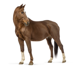 Brown horse standing looking back on transparent background