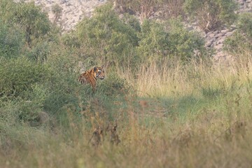 Tiger emerging from the bushes in panna national park, Madhya Pradesh, India