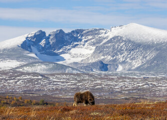 A young musk ox grazes on autumn tundra beneath towering snow-covered mountains. The vast landscape glows in warm light, blending golden vegetation with icy peaks under a clear blue sky. Sn&oslash;hetta.