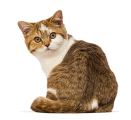 Kitten looking at camera sitting on transparent background