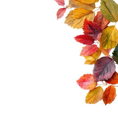 Colorful autumn leaves cascading on dark background