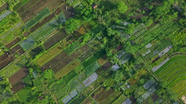 Aerial view of vibrant rice paddy fields creating a lush green patchwork quilt, showcasing agricultural harmony, Klaten Regency, Jawa Tengah, Indonesia.