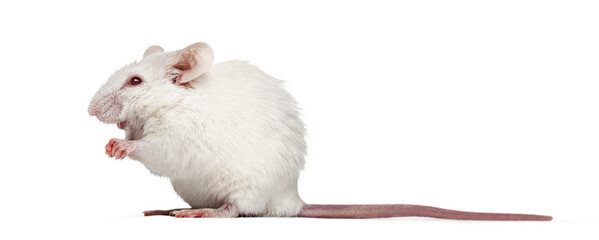 White albino mouse standing on transparent background