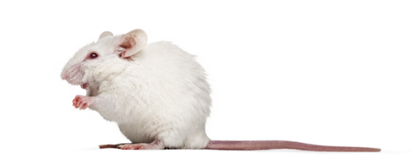 White albino mouse standing on transparent background