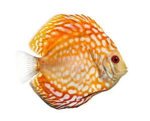 Orange and white spotted discus fish swimming