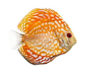 Orange and white spotted discus fish swimming