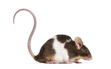 Mouse looking right with brown and white fur